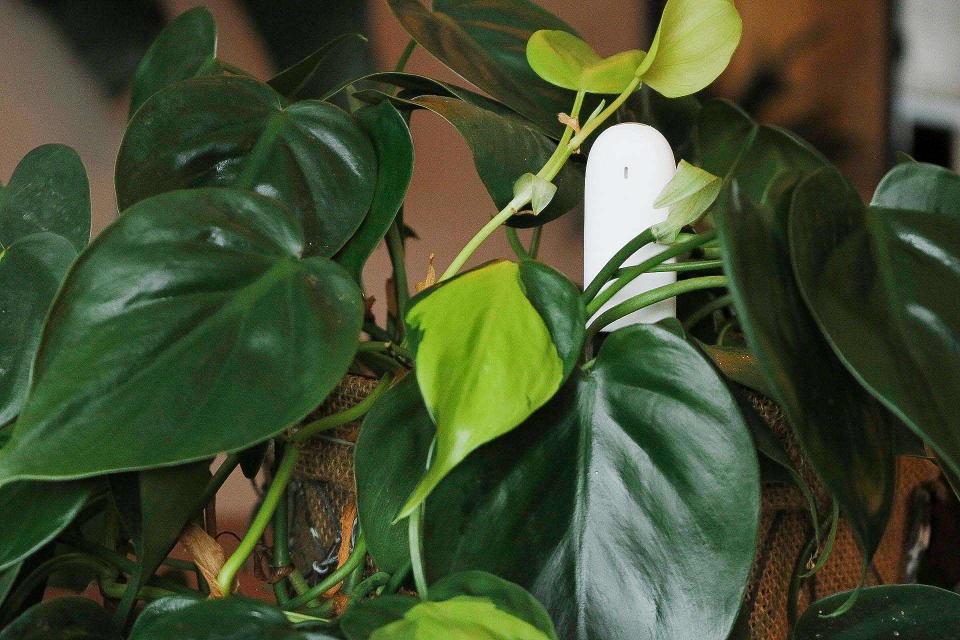 xiaomi planten sensor in plantenpot