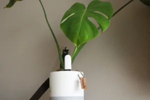 planten sensor bij monstera deliciosa